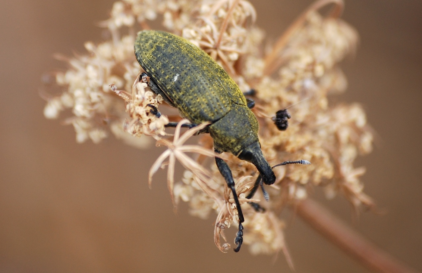 Larinus sp.